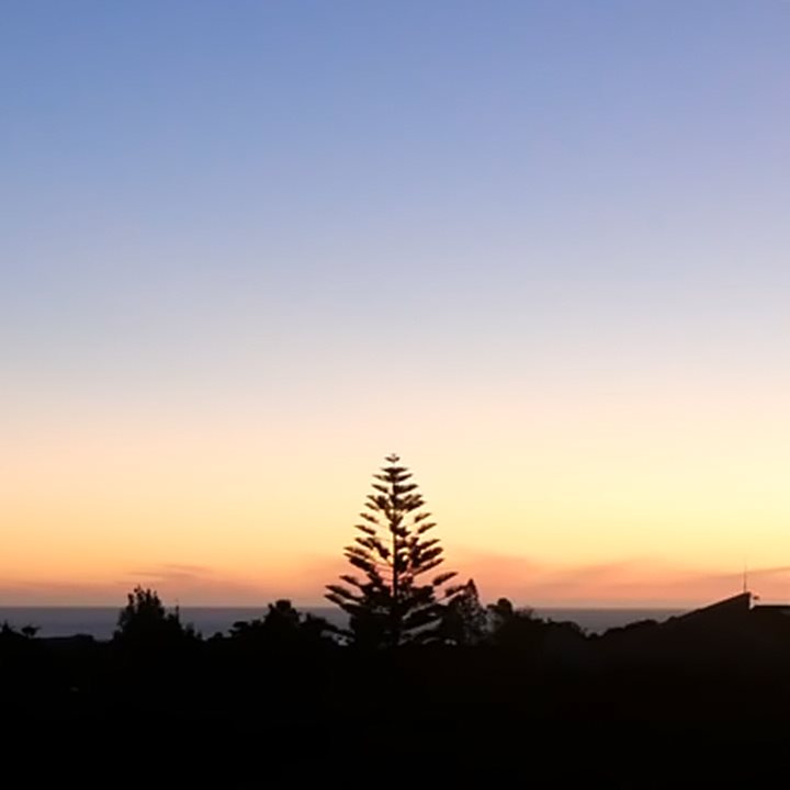 The sunset over the sea, with a tall pine in silhouette